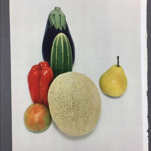 ! 1 Page/2 Sides from VTG 1951 Photo Book, Mexican Sunflower, Still Life - Picture 3 of 4